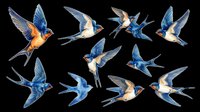 Set of flying swallows isolated on transparent background, ready for t-shirt design, stickers, clipart, print on demand, and sublimation projects.