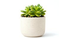 Green succulent plant in minimalist white ceramic pot against pure white background, modern home decor element for interior design and gardening projects.