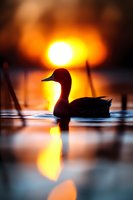 Duck silhouette swimming in calm water at sunset, dramatic orange sky and sun reflection creating atmospheric nature scene with reeds in background.