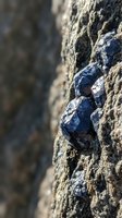 Close-up of blue mineral crystals embedded in rough rock surface with natural texture and geological formation details for earth science concepts.