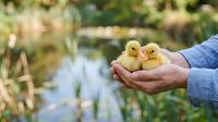 Farmer holding two yellow ducklings in hands over blurred pond and green field background. Agricultural livestock care and poultry farming concept.