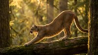 Mountain lion stretching on fallen log in golden forest light during sunset hours for wildlife photography and nature documentation projects.
