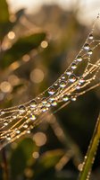 Sparkling dew drops on a spider web in golden morning light, macro nature photography with soft bokeh background.