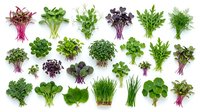 Fresh microgreens and herbs collection isolated on white background for healthy cooking, salads, garnishing and organic food preparation.