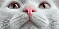 Close-up of gray and white cat face with pink nose and whiskers, feline pet portrait showing detailed fur texture and brown eyes for veterinary care.