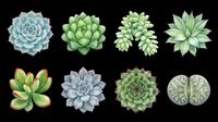 Succulent plants collection featuring eight varieties isolated on transparent background, ready for t-shirt design, clipart, stickers, sublimation and print-on-demand projects.