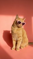 Orange tabby cat wearing pink heart-shaped sunglasses sitting on coral pink background with dramatic lighting and shadow for trendy pet fashion content.