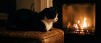 Black and white cat resting on a leather ottoman by a glowing fireplace, creating a warm, cozy home atmosphere in dim evening light.