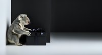 Koala sitting and operating a typewriter against black and white geometric background, isolated on white for design projects.