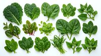 Assorted fresh green leafy vegetables and salad greens isolated on white background, including spinach, lettuce, and kale for culinary and nutritional design use.