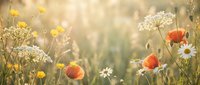 Wildflower meadow with red poppies, white daisies and yellow blooms in soft golden sunlight. Natural field background for spring and summer designs.