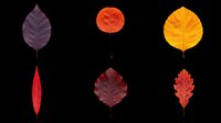 Autumn leaves collection in various shapes and colors isolated on transparent background, ready for t-shirt design, clipart, stickers, sublimation and print-on-demand projects.