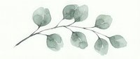 Watercolor eucalyptus branch with soft green leaves on white background, botanical illustration for natural decor and wellness designs.
