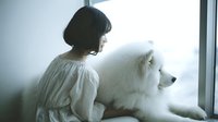 Asian woman with short dark hair in white blouse sitting by window with fluffy white Samoyed dog, creating peaceful contemplative mood.