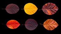 Autumn leaves in various stages of seasonal color change, displaying deep burgundy, golden yellow, vibrant red, and warm orange tones with visible veins and natural texture. Isolated on transparent background, ready for design use on t-shirts, clipart, stickers, print-on-demand products, and sublimation projects.