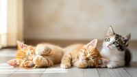 Three adorable kittens relaxing on wooden floor in warm sunlight. Orange tabby siblings sleeping peacefully while curious calico kitten sits alert.