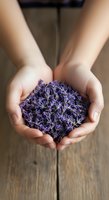 Hands holding dried lavender buds in cupped palms, showcasing natural herbal product for aromatherapy, wellness, and botanical uses.
