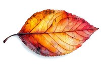 Vibrant autumn cherry leaf displaying rich gradient colors from golden yellow to deep red, with detailed vein patterns on white background, isolated for design use.
