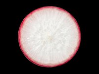 Radish slice cut out on transparent background, ready for t-shirt design, stickers, clipart, print on demand, sublimation, and food-themed projects.