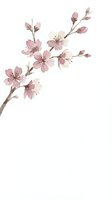 Delicate pink cherry blossom branch with soft watercolor flowers and buds on white background for spring designs and botanical artwork.