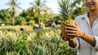 Young female farmer holding fresh pineapple in plantation field. Agricultural worker harvesting tropical fruit on sunny day for farming, agriculture, and food production concepts.
