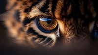 Close-up of majestic owl eye with intricate feather patterns and golden iris detail. Wildlife photography showcasing natural beauty and predator intensity.