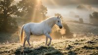 White horse standing in misty meadow at sunrise with golden light rays filtering through trees and fog, suitable for nature, equestrian, and landscape design projects.