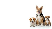 Three adorable dogs of different breeds sitting together on white background, isolated for pet care and veterinary design projects.