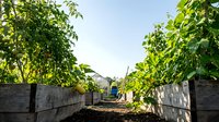 Young grapevines growing on wooden trellises in sunny vineyard rows, ideal for agriculture, wine production, and farming industry marketing materials.