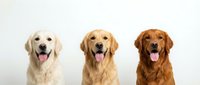Three golden retriever dogs with tongues out sitting together showing different coat color variations from light to dark golden shades on white background.