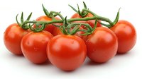 Fresh ripe cherry tomatoes on vine with water drops, isolated on white background. Clean organic produce for healthy cooking and food design.