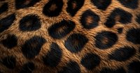Close-up macro shot of natural leopard fur pattern showing detailed texture of black rosettes on golden brown background, creating wild animal print design.