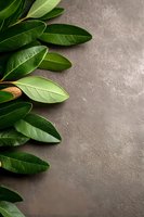 Fresh green leaves arranged on gray concrete background with copy space, creating minimal natural composition for wellness and spa designs.