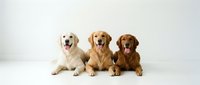 Three golden retriever dogs sitting together on white background, different coat colors from light to dark, friendly expressions with tongues out, studio portrait.
