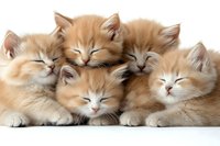 Five adorable ginger kittens sleeping together in a cozy pile, showing peaceful expressions and fluffy fur on white background, isolated for design use.