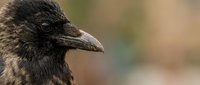 Close-up portrait of black crow head showing detailed feathers and beak against blurred natural background for wildlife photography projects.