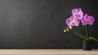 Pink orchid flowers in black pot on gray background, suitable for home decor, botanical design, and interior styling projects.