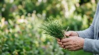 Farmer holding fresh dill herb in hands outdoors with green garden background, suitable for organic farming, agriculture, and culinary content.