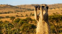 Curious meerkat standing upright with binoculars in golden savanna landscape during sunset, wildlife photography concept for adventure and exploration themes.