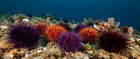 Colorful sea urchins with spiny shells on coral reef underwater. Marine life ecosystem with purple and orange echinoderms on ocean floor for educational content.