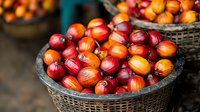 Fresh palm oil fruits in traditional woven basket at local market, vibrant red and orange colors showing ripeness, selective focus on organic produce.