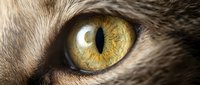 Close-up of a cat's eye with golden yellow iris and vertical pupil, showing detailed fur texture and feline features for wildlife and animal content.