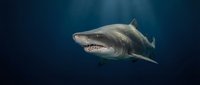 Great white shark swimming in deep blue ocean water with sunlight rays penetrating from above creating dramatic underwater lighting atmosphere.