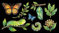 Butterfly life cycle clipart set isolated on transparent background, featuring caterpillar, chrysalis, and butterflies with leaves for stickers, t-shirts, print on demand.