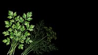 Culinary herbs parsley and dill isolated on transparent background, ready for t-shirt designs, clipart, stickers, print-on-demand products and sublimation projects.
