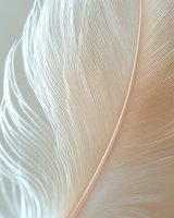 Soft white feather close-up with delicate texture and natural curves creating elegant organic pattern for wellness and beauty concepts.