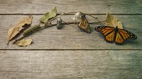 Monarch butterfly life cycle metamorphosis stages from caterpillar chrysalis to adult butterfly on rustic wooden background nature education concept.