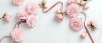 Soft pink roses with satin ribbon on white background for wedding invitations, romantic greeting cards, feminine branding and floral design projects.