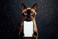 Siamese cat holding blank white mobile phone screen against dark starry background with golden sparkles, isolated for app mockup and advertising use.