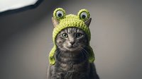 Adorable tabby cat wearing green knitted frog hat with googly eyes, cute pet costume for Halloween or dress-up fun.